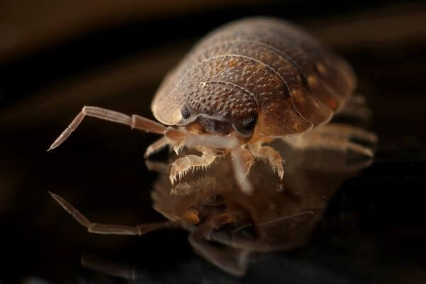 PEST CONTROL LUTON, Bedfordshire. Pests Our Team Eliminate - Bed Bugs.