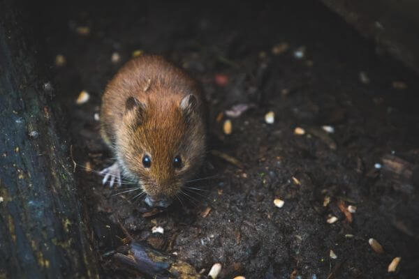 PEST CONTROL LUTON, Bedfordshire. Pests Our Team Eliminate - Mice.