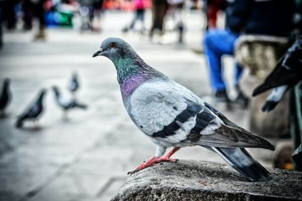 PEST CONTROL LUTON, Bedfordshire. Pests Our Team Eliminate - Pigeons.