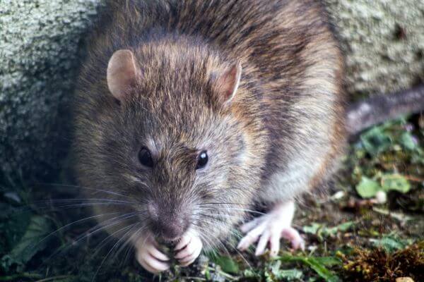 PEST CONTROL LUTON, Bedfordshire. Pests Our Team Eliminate - Rats.