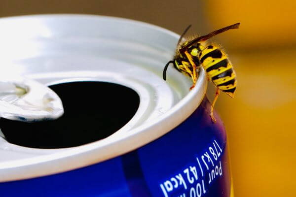 PEST CONTROL LUTON, Bedfordshire. Pests Our Team Eliminate - Wasps.